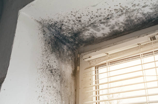 Affordable Mold Cleanup solutions in Leesburg, VA